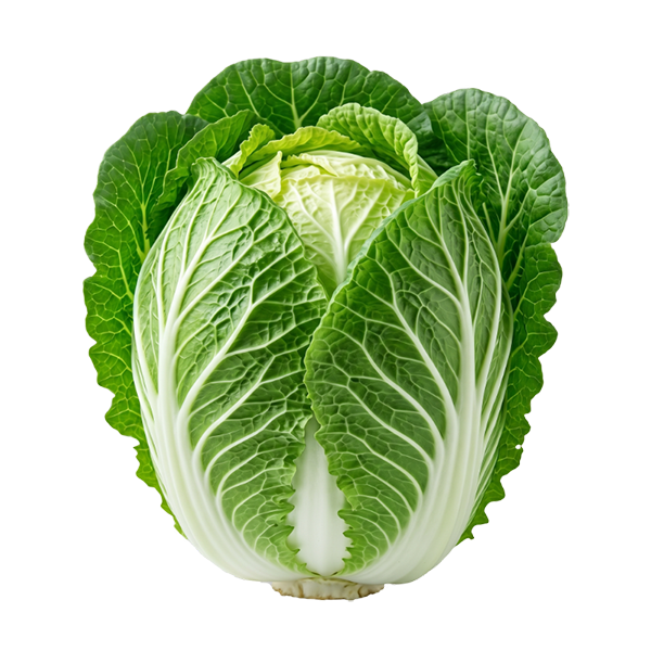 大白菜